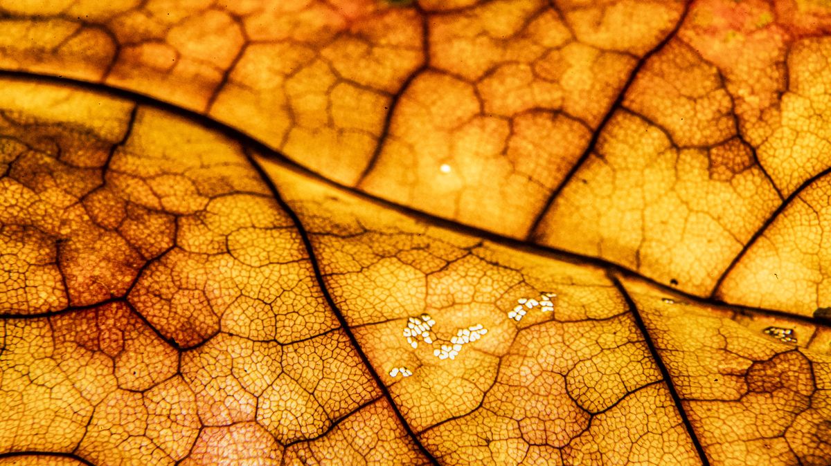 Obrazem: Fotograf zachytil barvy českého podzimu v originálním experimentu
